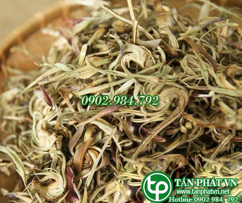 Hoa atiso Tấn Phát Hoa atiso Tấn Phát